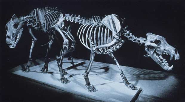 The La Brea Tar Pits: Dire Wolves | German Modernism